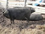 Large Black - pig breeds | goris jishebi | ღორის ჯიშები